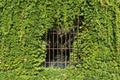 Grille of a window half covered by vegetation