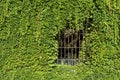 Grille of a window half covered by vegetation