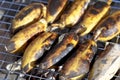 Grilled bananas Royalty Free Stock Photo