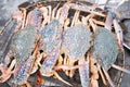 Grilled blue crabs