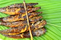 Grilled catfish