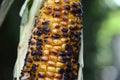 fresh grilled corn on the cob close up image Royalty Free Stock Photo