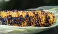 fresh grilled corn on the cob close up image Royalty Free Stock Photo
