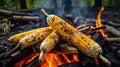 Grilled corn on the cob over a campfire, showcasing a rustic cooking experience Royalty Free Stock Photo