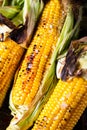 Grilled Corn on the Cob with Salt, paprika and Butter. Organic food, vegetarian meal. Barbecue, bbq. Maize, sweetcorn Royalty Free Stock Photo