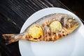 Grilled dorada fish with lemon pieces on white plate Royalty Free Stock Photo