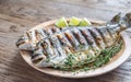 Grilled Dorade Royale Fish Royalty Free Stock Photo