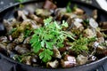 Grilled eggplants with spices and herbs baking dish close up Royalty Free Stock Photo