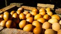 Grilled eggs for sale in the local market,Thailand Royalty Free Stock Photo