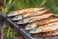 Grilled fish