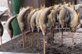 Grilled fish on an open fire in Nikko. Royalty Free Stock Photo