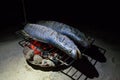 Grilled fish over coal fire at beach during night Royalty Free Stock Photo