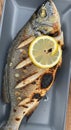 Grilled fish presented on a dark rectangular plate, featuring distinct char m Royalty Free Stock Photo