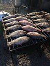 Grilled fish salt Royalty Free Stock Photo