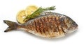 Grilled fish on white background
