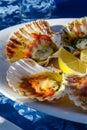 Grilled Fresh Scallop on Shell and lemon on the plate closeup Royalty Free Stock Photo
