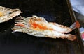 Grilled Giant River Prawn