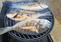 Grilled gilthead sea bream, dorada on the bbq Royalty Free Stock Photo