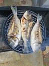 Grilled gilthead sea bream, dorada on the bbq Royalty Free Stock Photo