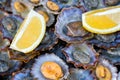 Grilled Limpets Royalty Free Stock Photo