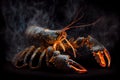 Grilled lobster on black background