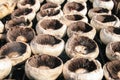 Grilled mushrooms Royalty Free Stock Photo