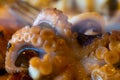 Grilled octopus closeup with another seafood with herbs and spices. Top view Royalty Free Stock Photo