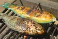 Grilled Parrot Fish