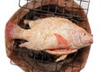 Grilled red nile tilapia fish Royalty Free Stock Photo