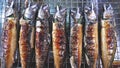 Grilled Saba Mackerel Fish on Steel Mesh Tray