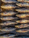 Grilled sardines on grill plate. Prepared spanish pilchard style at garden home Royalty Free Stock Photo