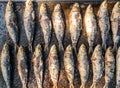 Grilled sardines on grill plate. Prepared spanish pilchard style at garden home Royalty Free Stock Photo