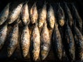 Grilled sardines on grill plate. Prepared spanish pilchard style at garden home Royalty Free Stock Photo