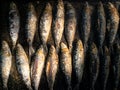 Grilled sardines on grill plate. Prepared spanish pilchard style at garden home Royalty Free Stock Photo