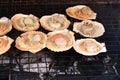 Grilled scallop with butter and garlic by charcoal on iron gridiron