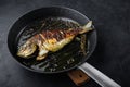 Grilled sea bream or dorado raw fish on grill hot pan over textured black background,  side view Royalty Free Stock Photo