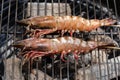 Grilled shrimp or easy BBQ grilled shrimp on grill. Diet or cooking concept.