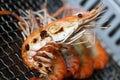 Grilled shrimp Royalty Free Stock Photo