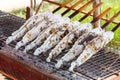 Grilled snakehead fish coated with sea salt Royalty Free Stock Photo