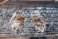 Grilled snakehead fish Royalty Free Stock Photo