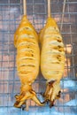 Grilled squid Royalty Free Stock Photo