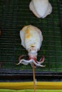 Grilled squid