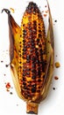 Grilled Sweet Corn on the Cob with Husks Open and Spice on White Background Royalty Free Stock Photo