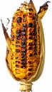 Grilled Sweetcorn Cob with Husk Isolated on White Background Close Up Royalty Free Stock Photo