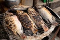 Grilled Tilapia Fish with Herbs, Healthy Asian Local Food with Good Taste Royalty Free Stock Photo