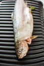 Grilled trout with herbs. Royalty Free Stock Photo