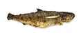 Grilled trout Royalty Free Stock Photo