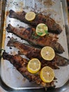 Grilled trouts with slices of lemon