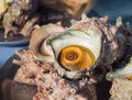 Grilled Turban Shells fresh for sales, collected from female divers at Jeju, South Korea