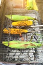 Grilled young corn, slightly burnt grilled green corn